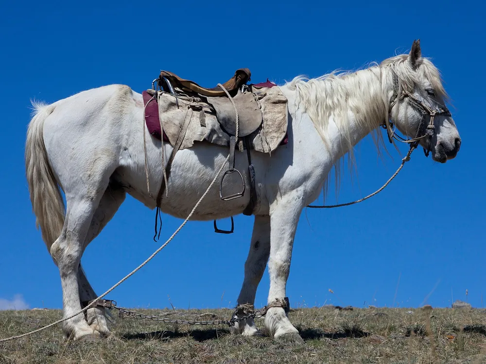 Алтайская