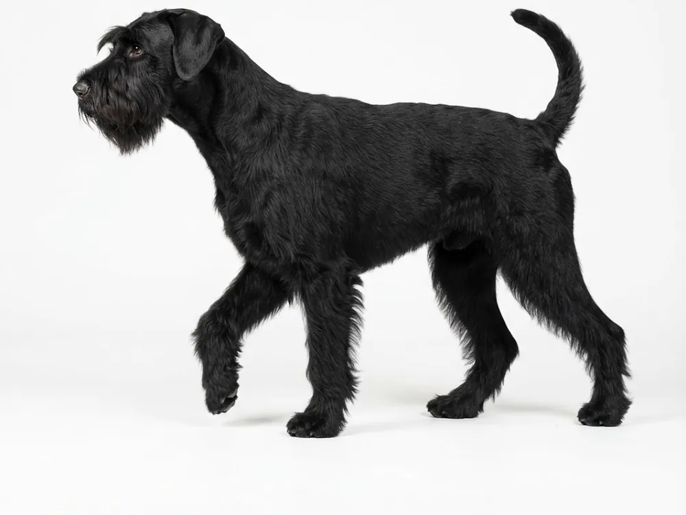 Giant Schnauzer