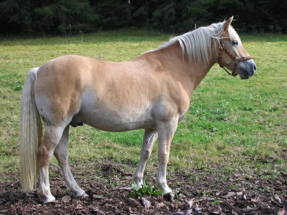 Хафлингер