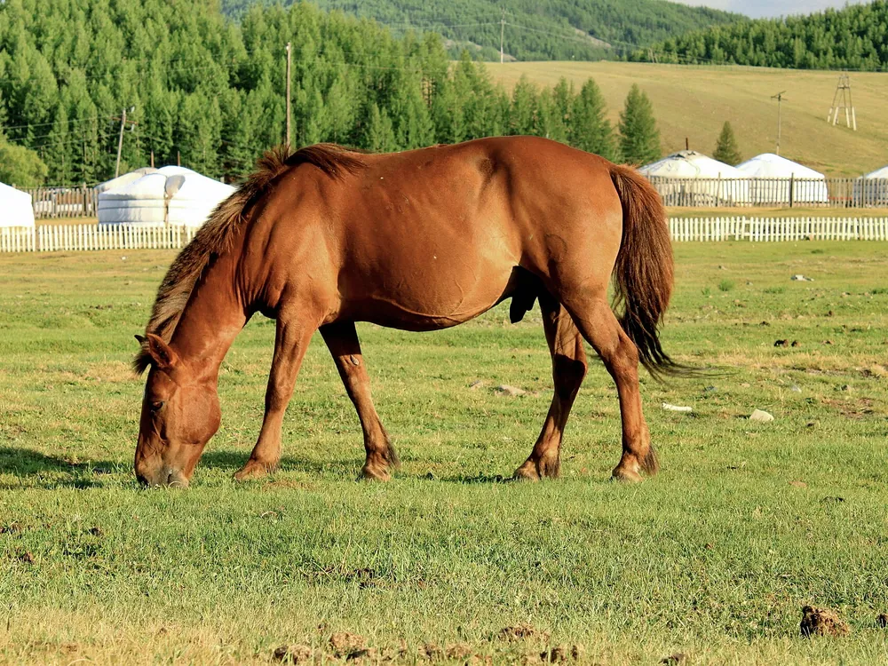 Монгольская