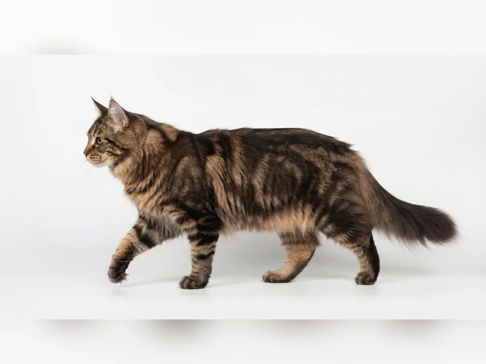 Norwegian Forest Cat