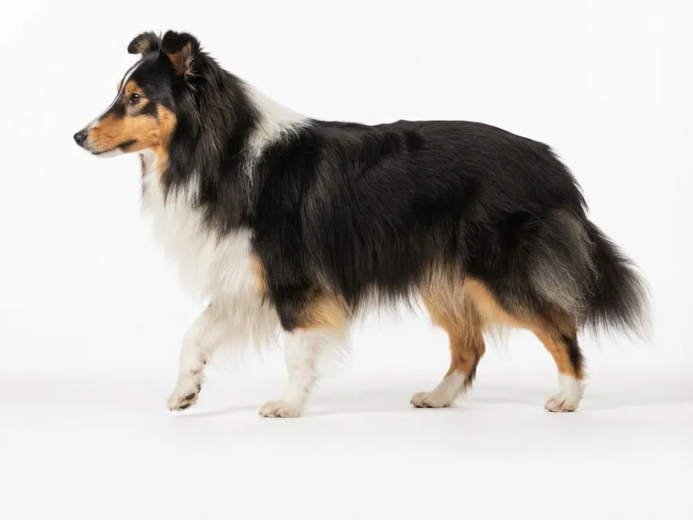 Шелти